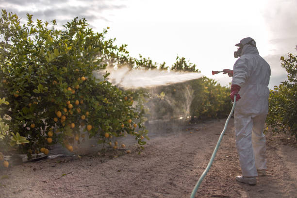 Best Affordable Pest Control Services  in Sterling City, TX
