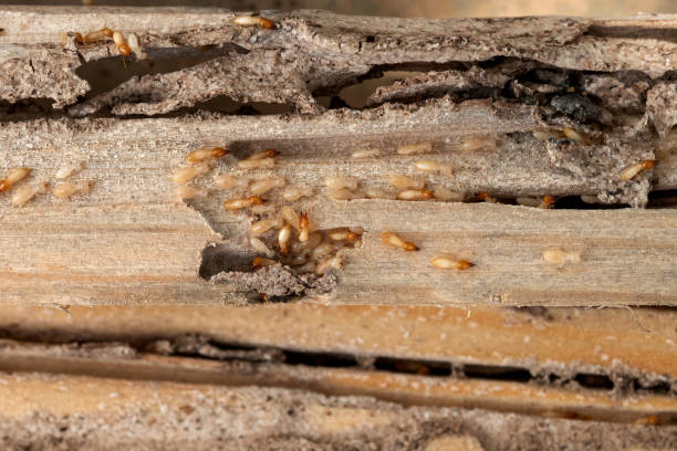 Best Flea Control Services  in Sterling City, TX