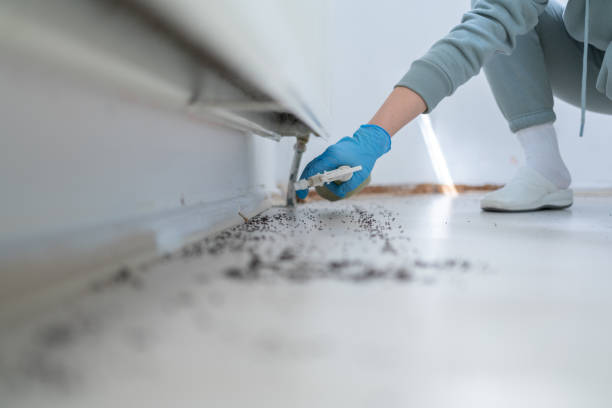 Best Spider Control Near Me  in Sterling City, TX